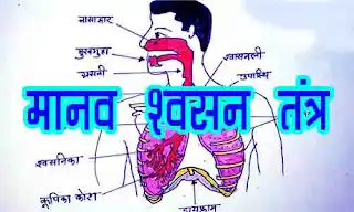  मानव श्वसन तंत्र, मानव श्वसन तंत्र सामान्य ज्ञान