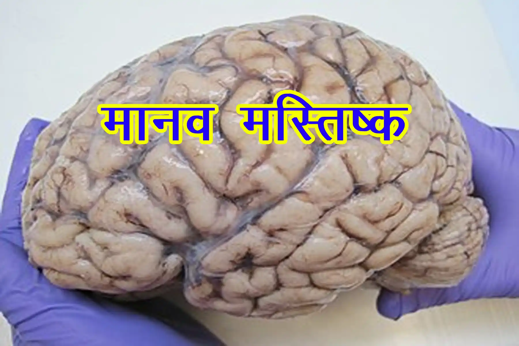मानव मस्तिष्क – संरचना, कार्य, भाग, रोग, महत्वपूर्ण तथ्य 