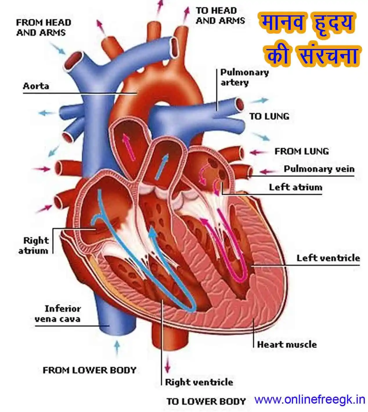 ✍️ मानव हृदय संरचना, कार्य और भागों का विस्तृत अध्ययन