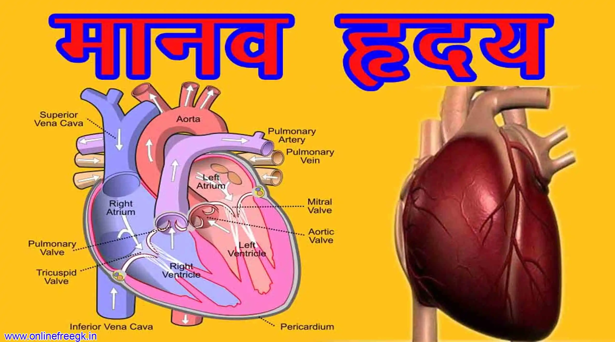 ✍️ मानव हृदय संरचना, कार्य और भागों का विस्तृत अध्ययन