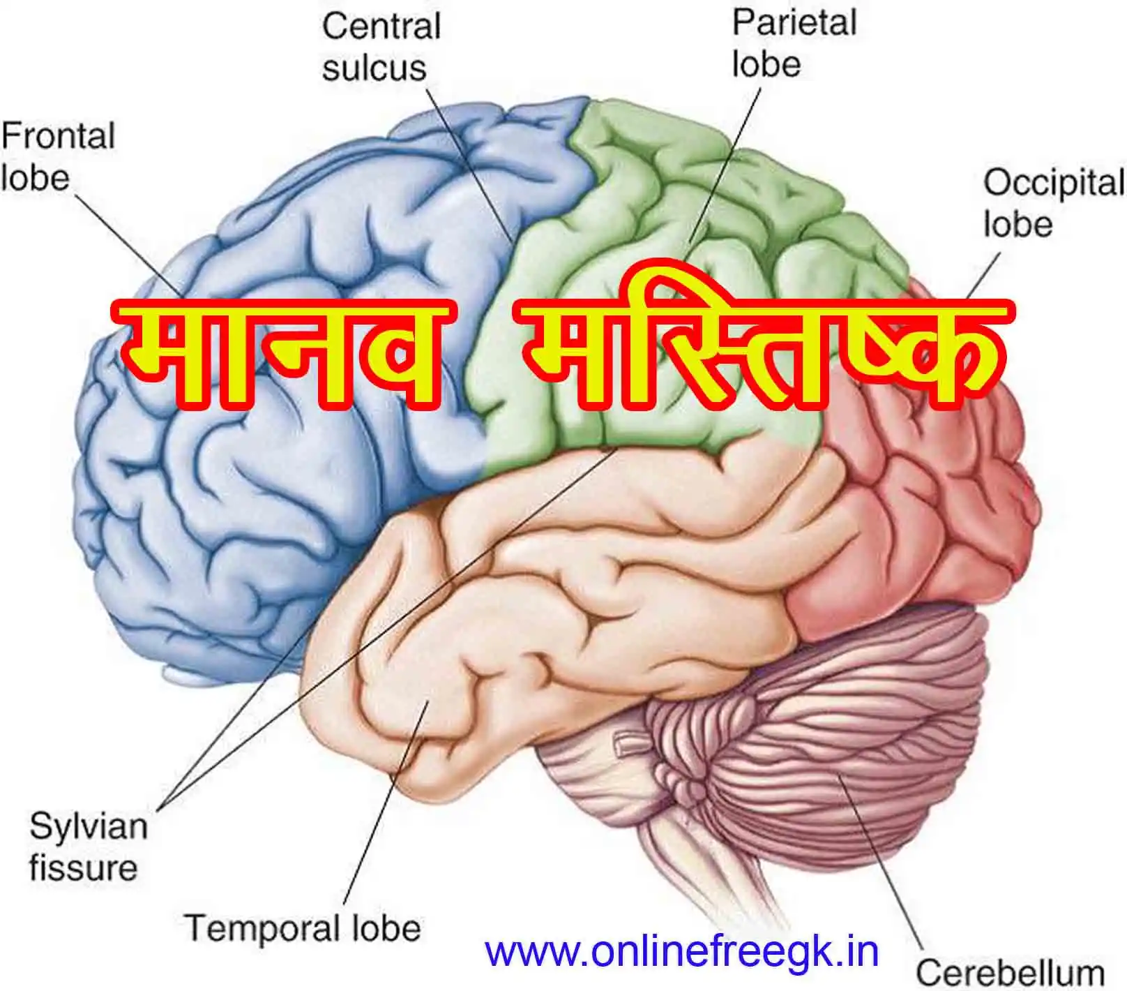 मानव मस्तिष्क संरचना, संचार तंत्र, कार्य, विकास,  सम्पूर्ण गहन अध्ययन