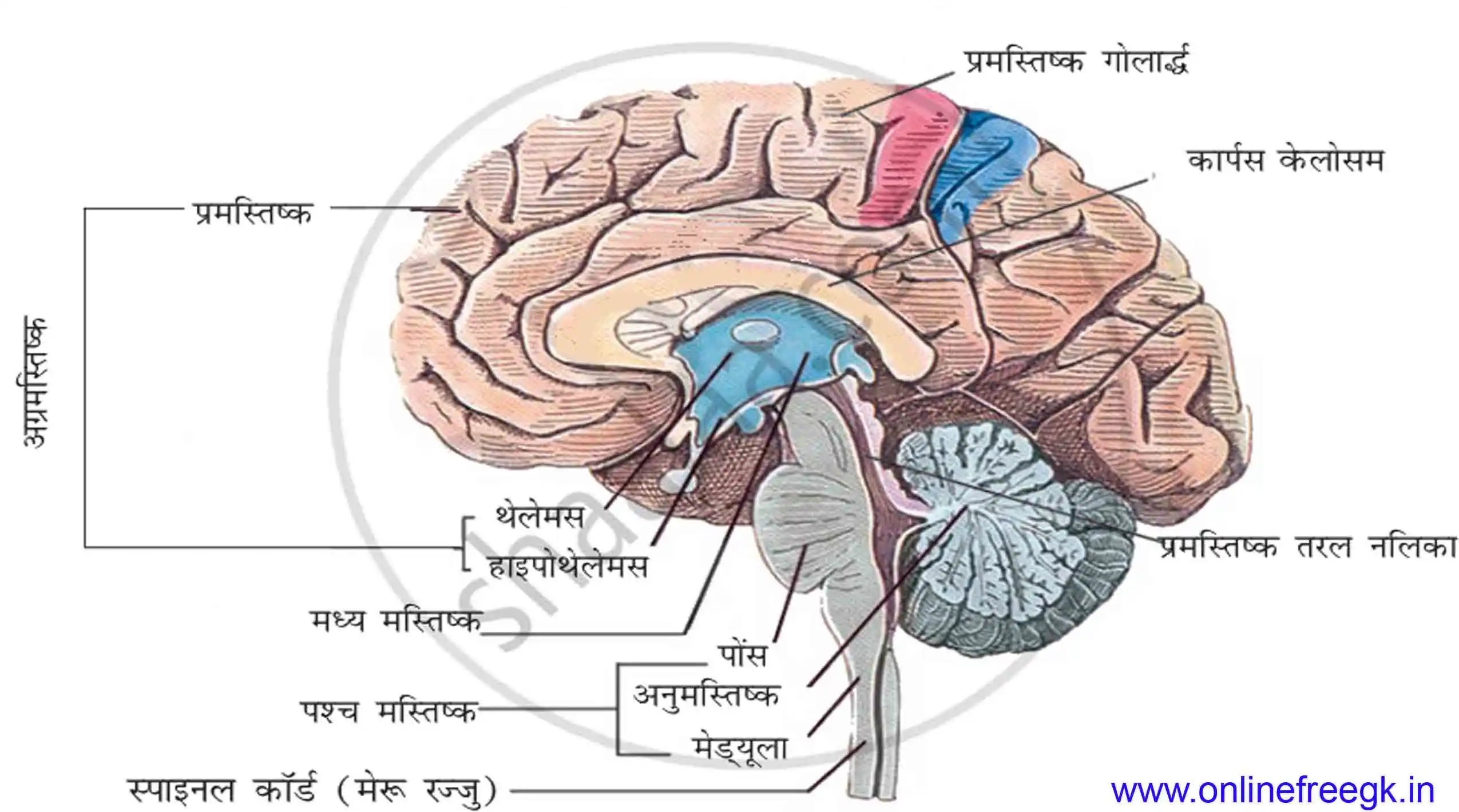 मानव मस्तिष्क की संरचना