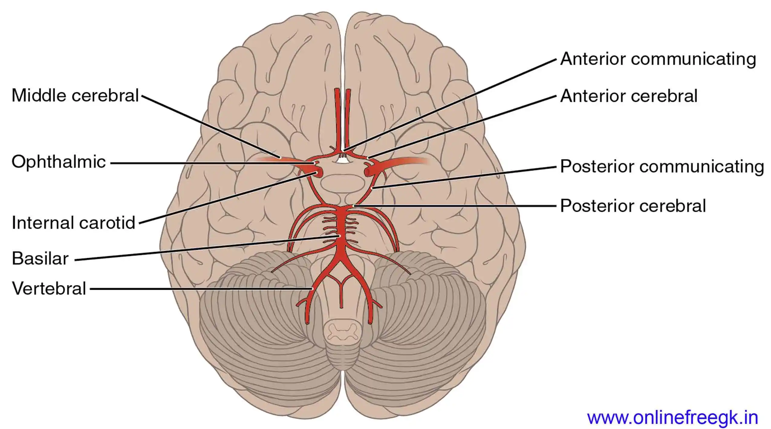न्यूरॉन्स और मस्तिष्क का संचार तंत्र