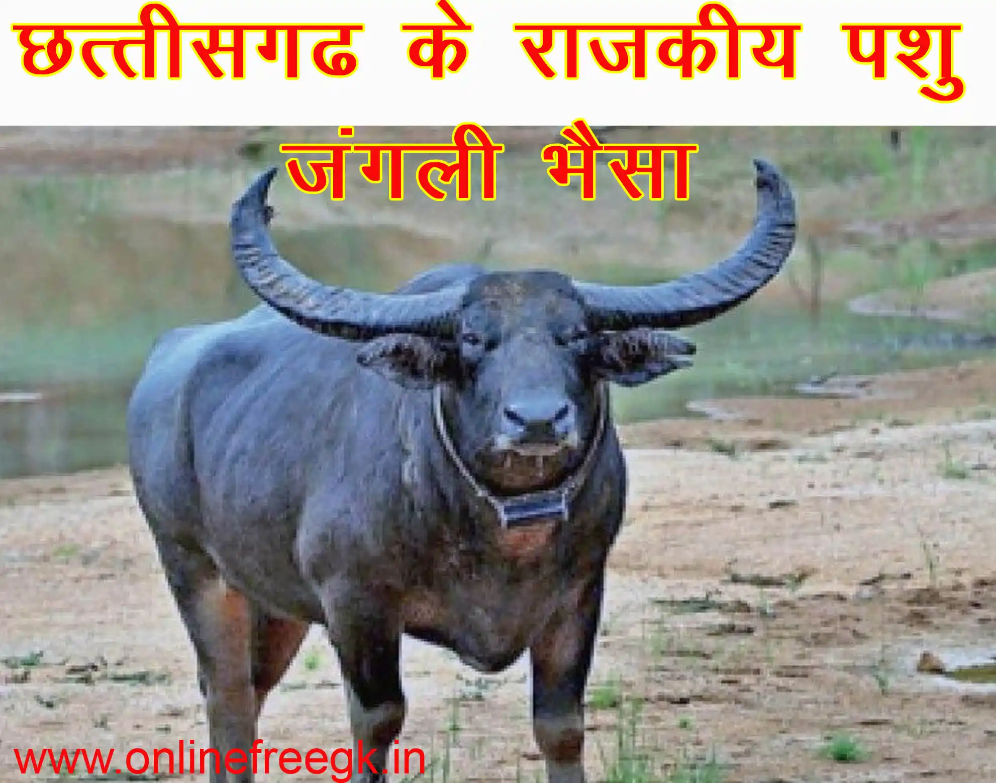 राजकीय पशु – जंगली भैंसा (Wild Buffalo)