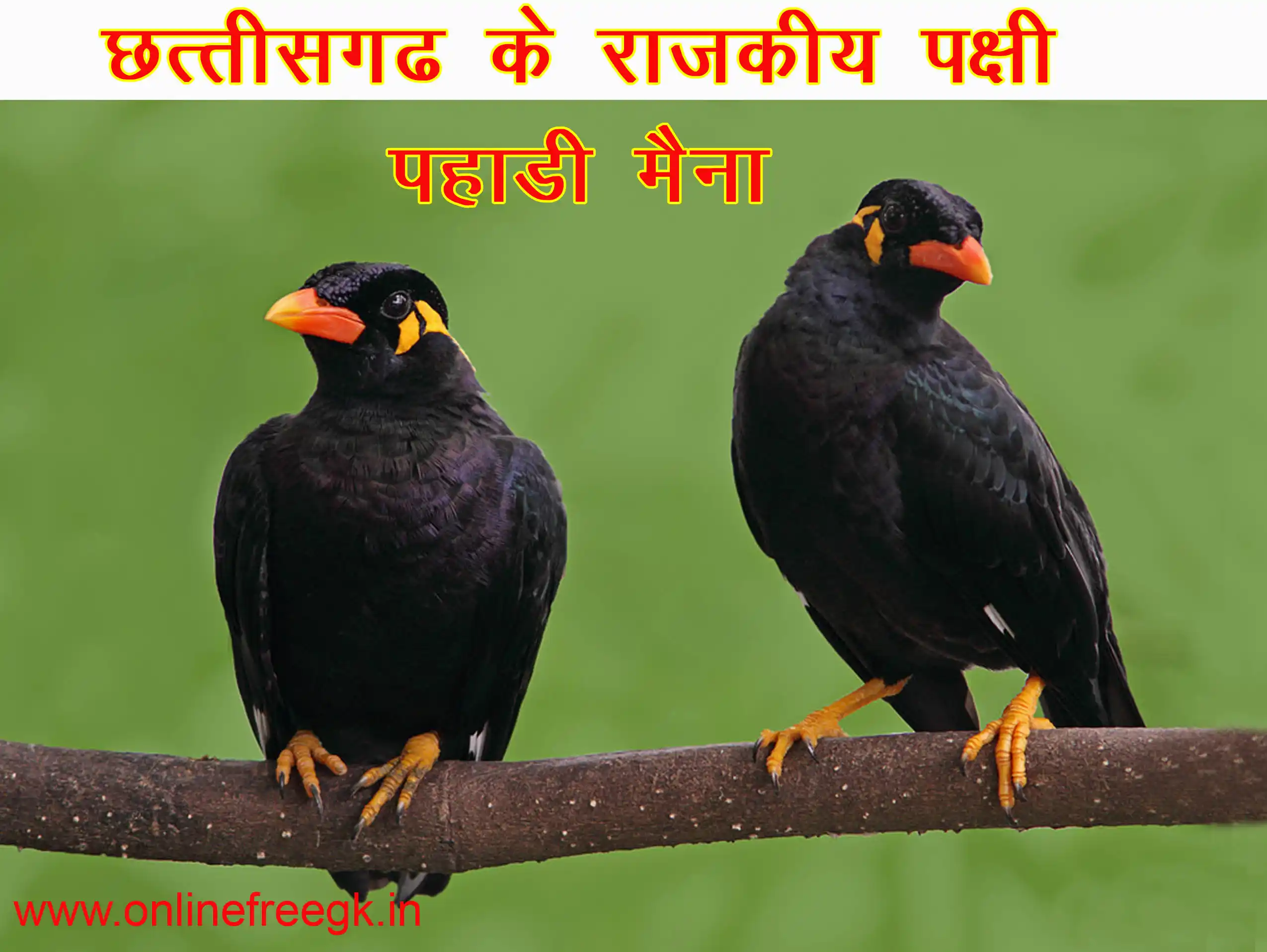 राजकीय पक्षी – पहाड़ी मैना (Hill Myna)वैज्ञानिक नाम: Gracula religiosa