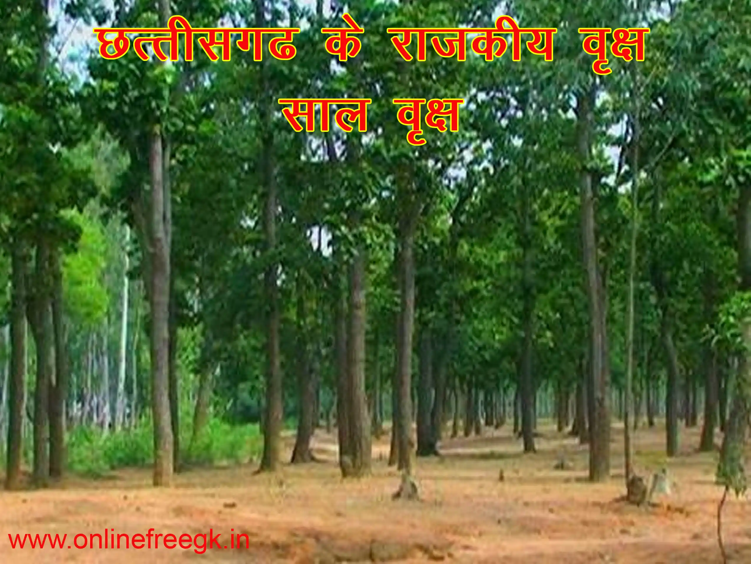 राजकीय वृक्ष – साल वृक्ष (Sal Tree)