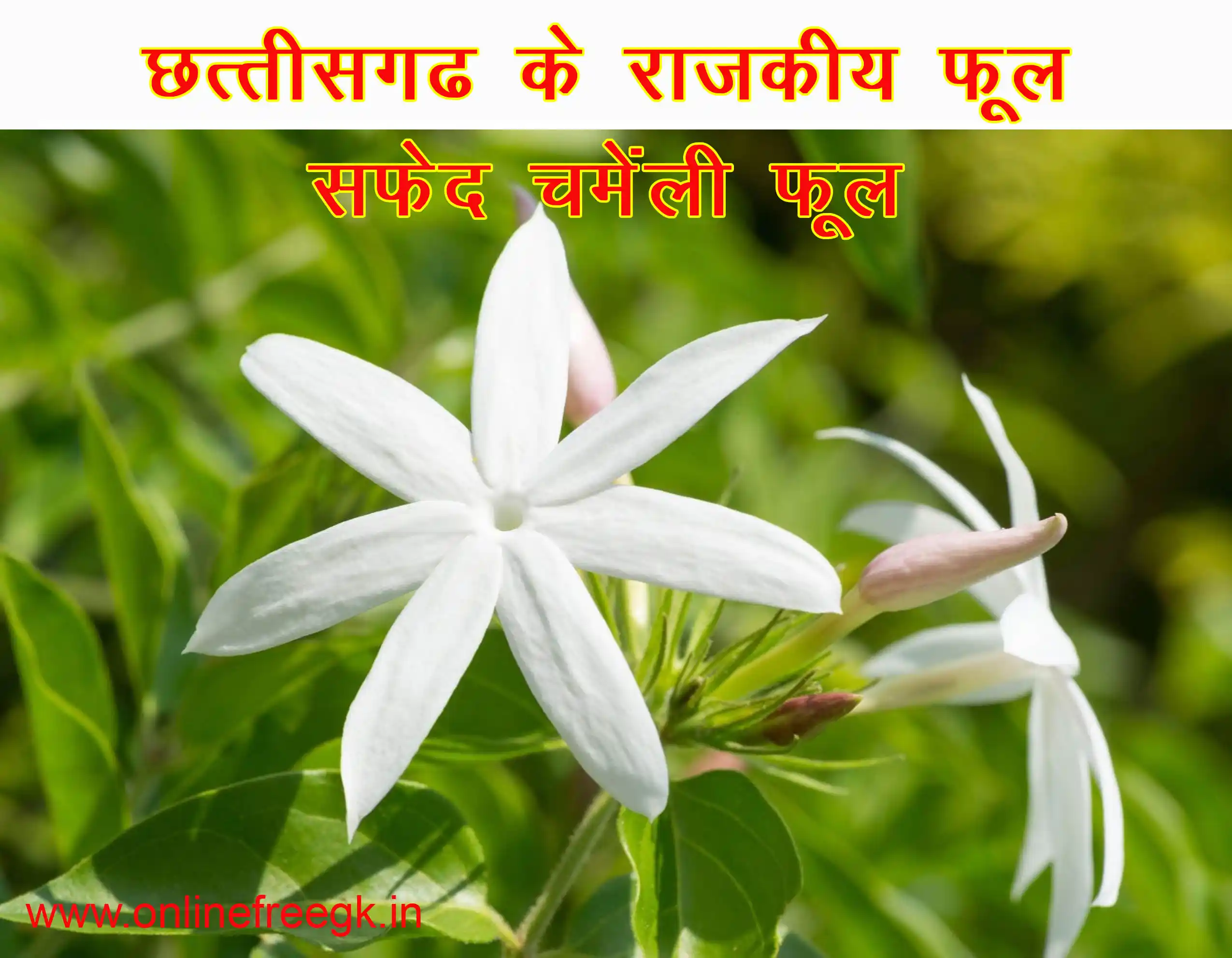 राजकीय फूल – सफेद चमेली (White Jasmine)