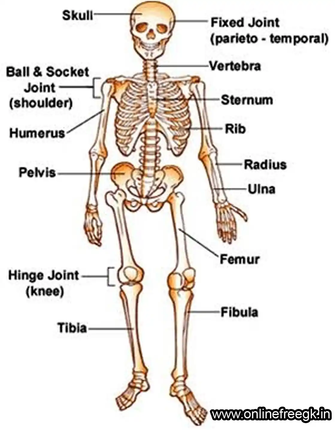 मानव कंकाल तंत्र | Human Skeletal System GK