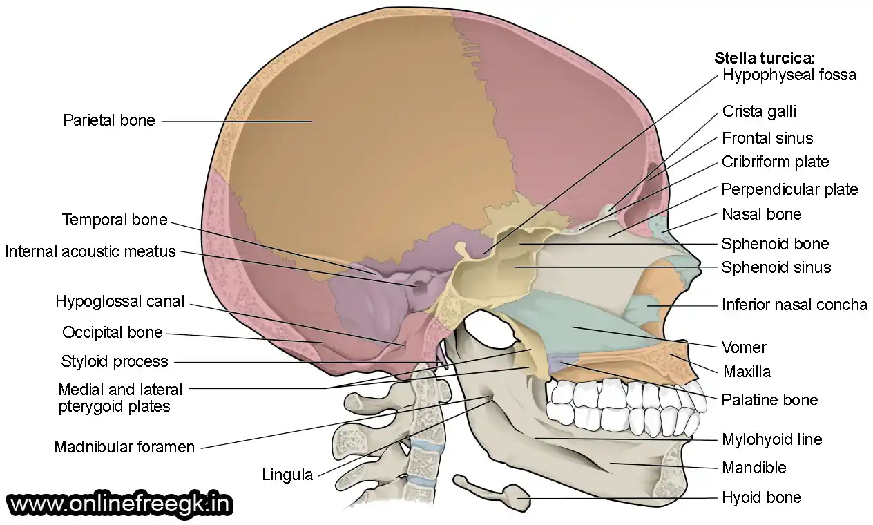 खोपड़ी (Skull Bones – 22 हड्डियाँ)