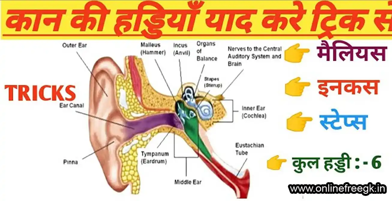 कान की हड्डियाँ (Ear ossicles – 6 हड्डियाँ)