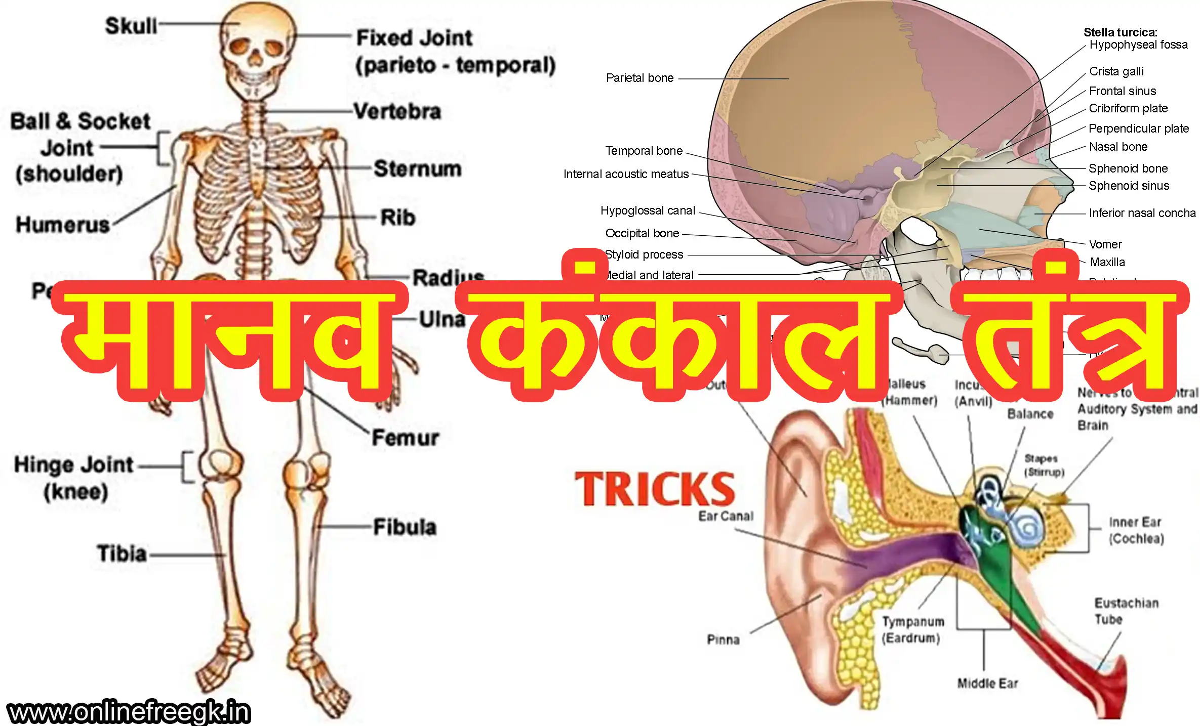मानव कंकाल तंत्र | Human Skeletal System GK in Hindi