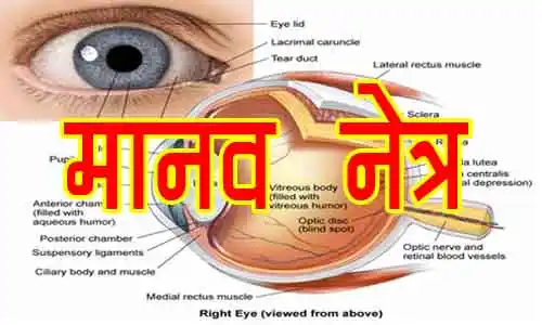 मानव नेत्र : संरचना, कार्य, दोष, रोग और संपूर्ण जानकारी | Human Eye in Hindi 